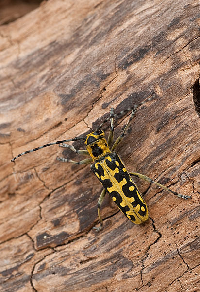 Leiterbock (Saperda scalaris)