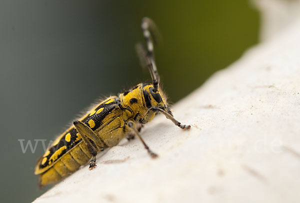 Leiterbock (Saperda scalaris)