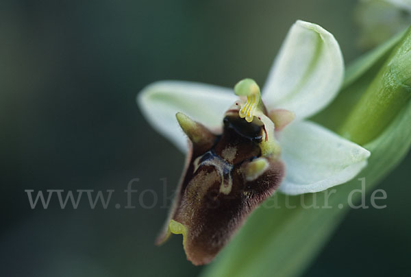 Levante-Ragwurz (Ophrys levantina)