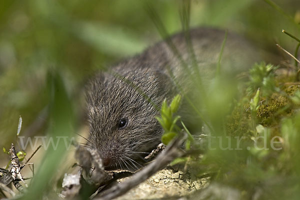 Levante-Wühlmaus (Microtus guentheri)