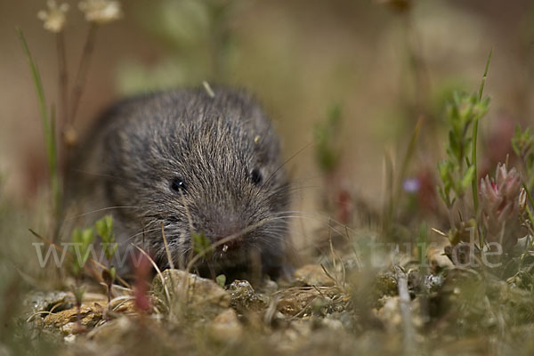 Levante-Wühlmaus (Microtus guentheri)