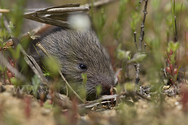 Levante-Wühlmaus (Microtus guentheri)