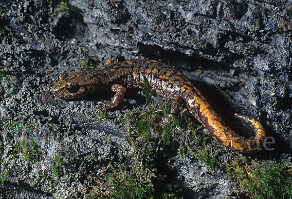 Ligurischer Höhlensalamander (Speleomantes strinatii)