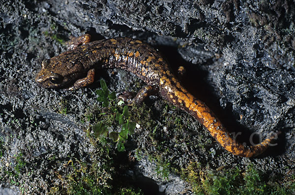 Ligurischer Höhlensalamander (Speleomantes strinatii)