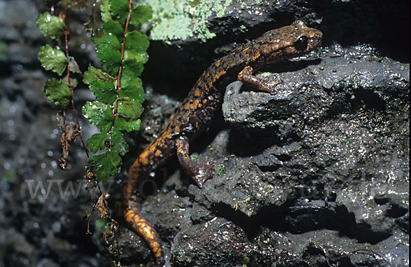 Ligurischer Höhlensalamander (Speleomantes strinatii)