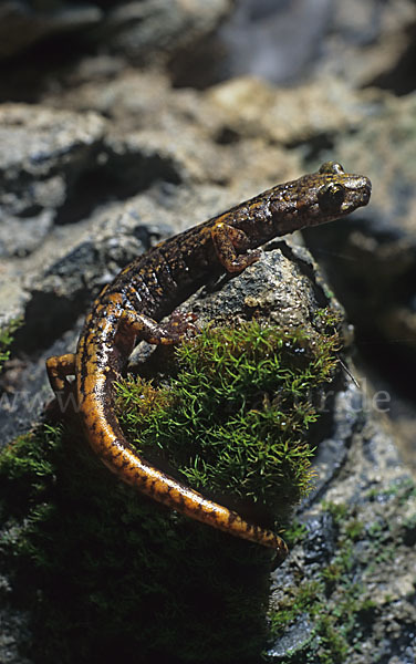 Ligurischer Höhlensalamander (Speleomantes strinatii)