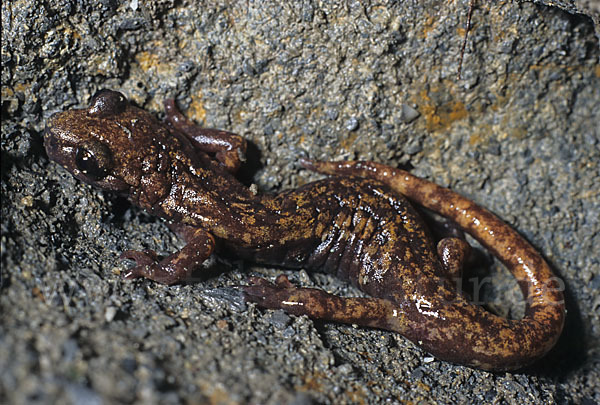 Ligurischer Höhlensalamander (Speleomantes strinatii)