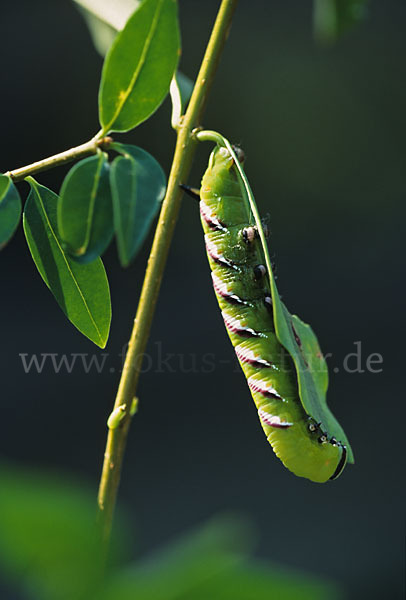 Ligusterschwärmer (Sphinx ligustri)