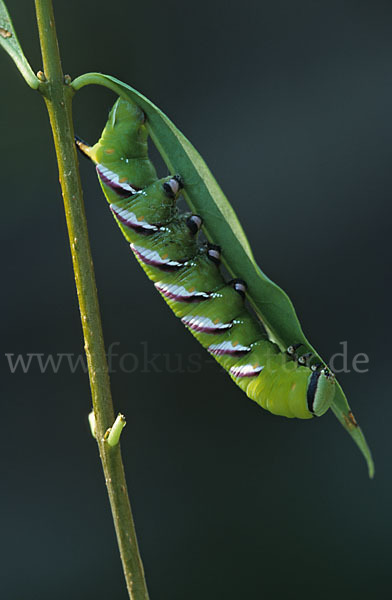 Ligusterschwärmer (Sphinx ligustri)