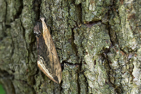 Ligusterschwärmer (Sphinx ligustri)