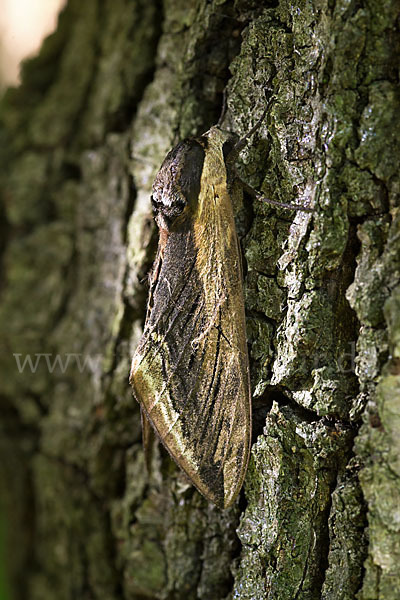 Ligusterschwärmer (Sphinx ligustri)