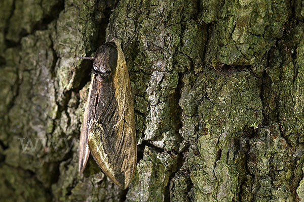 Ligusterschwärmer (Sphinx ligustri)