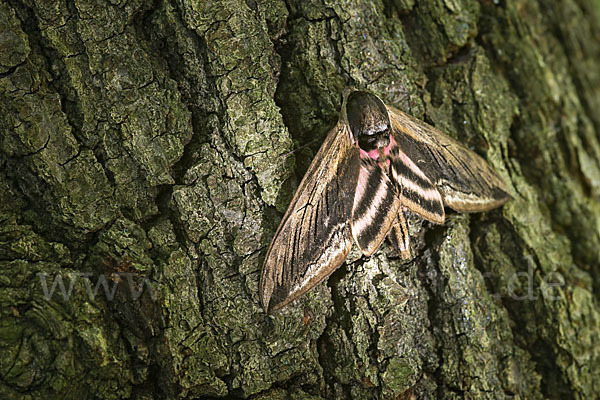 Ligusterschwärmer (Sphinx ligustri)