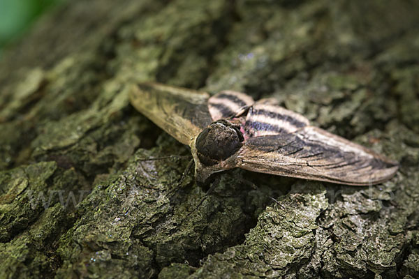 Ligusterschwärmer (Sphinx ligustri)