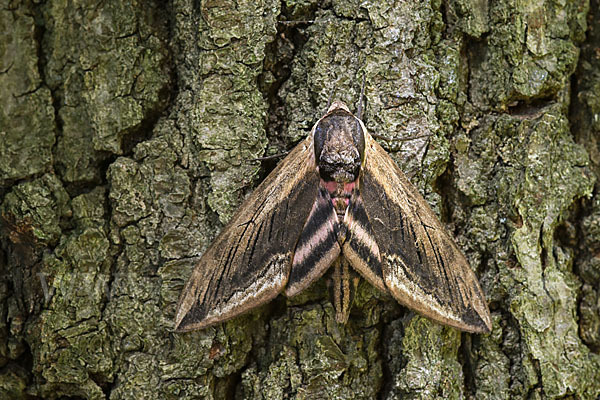 Ligusterschwärmer (Sphinx ligustri)