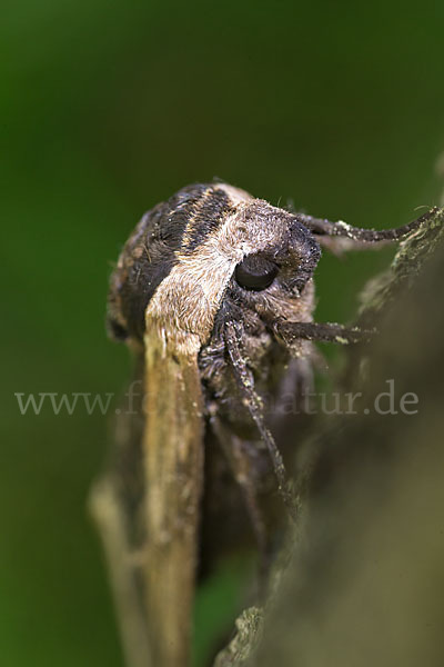 Ligusterschwärmer (Sphinx ligustri)