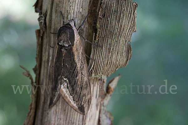 Ligusterschwärmer (Sphinx ligustri)