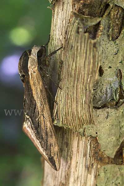 Ligusterschwärmer (Sphinx ligustri)