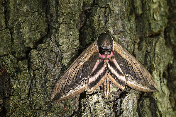 Ligusterschwärmer (Sphinx ligustri)