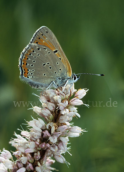 Lilagoldfalter (Lycaena hippothoe)