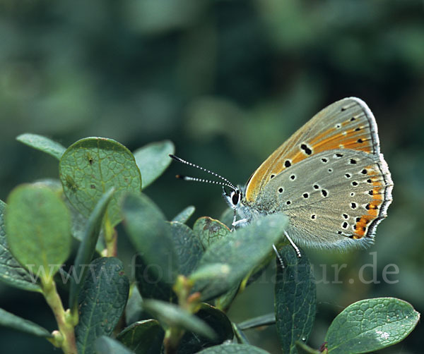 Lilagoldfalter (Lycaena hippothoe)