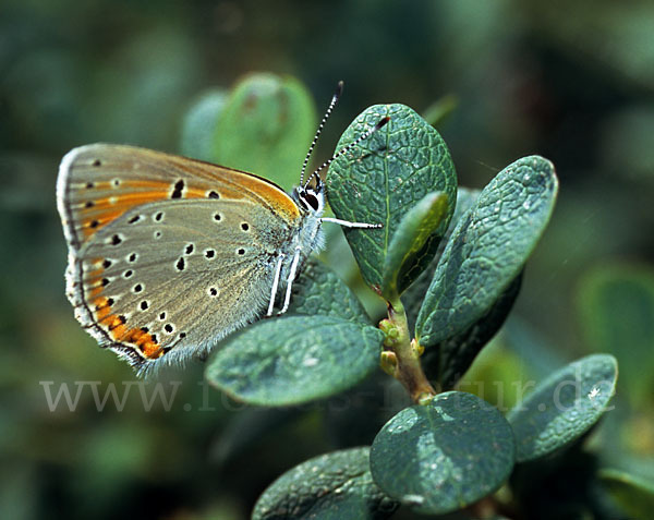 Lilagoldfalter (Lycaena hippothoe)