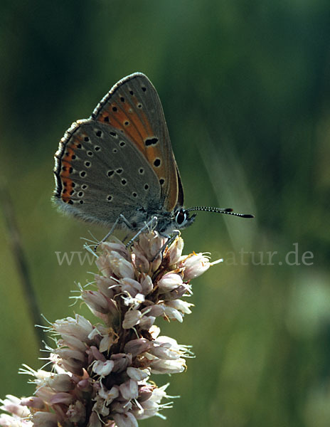 Lilagoldfalter (Lycaena hippothoe)