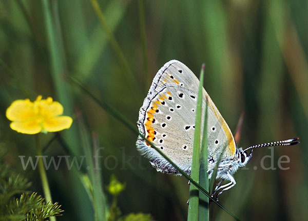 Lilagoldfalter (Lycaena hippothoe)