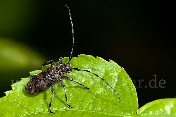 Lindenbock (Oplosia fennica)