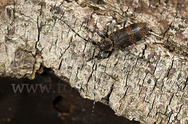 Lindenbock (Oplosia fennica)