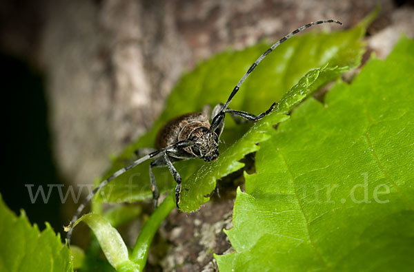 Lindenbock (Oplosia fennica)