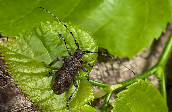 Lindenbock (Oplosia fennica)