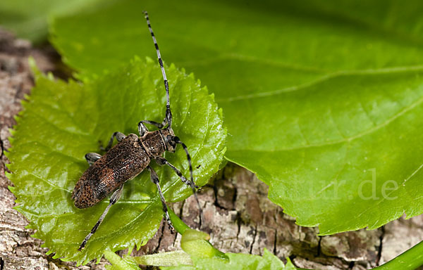 Lindenbock (Oplosia fennica)