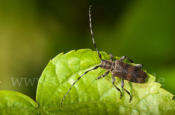 Lindenbock (Oplosia fennica)