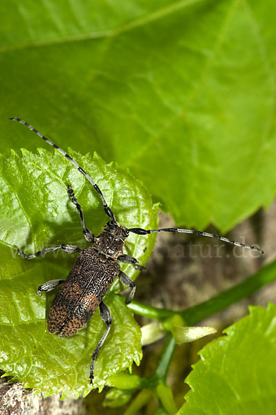 Lindenbock (Oplosia fennica)