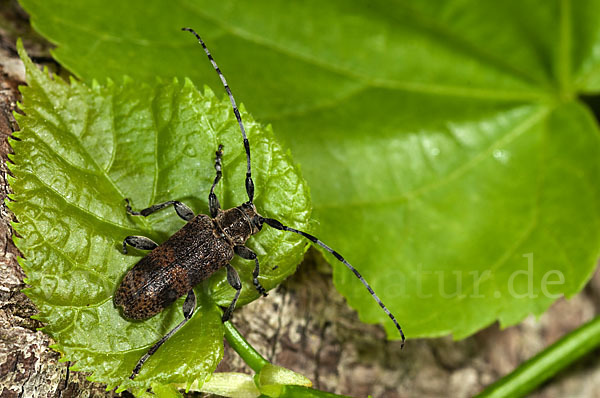 Lindenbock (Oplosia fennica)