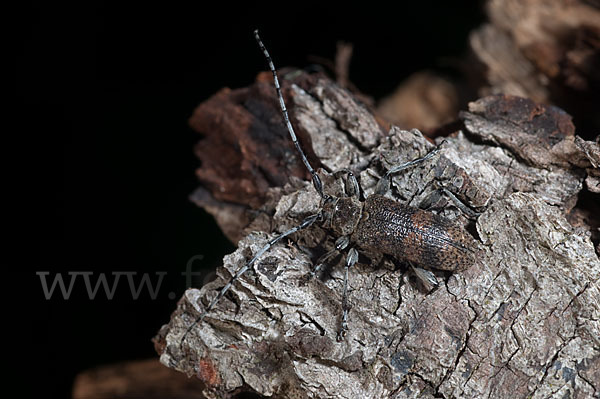 Lindenbock (Oplosia fennica)