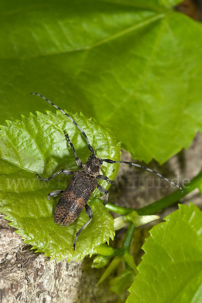 Lindenbock (Oplosia fennica)