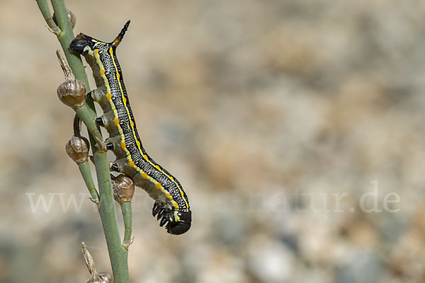 Linienschwärmer (Hyles livornica)