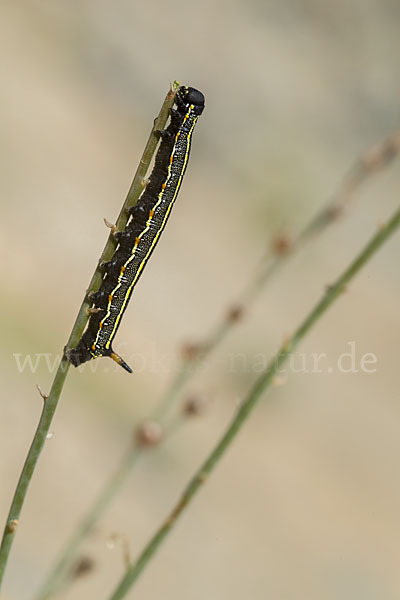 Linienschwärmer (Hyles livornica)