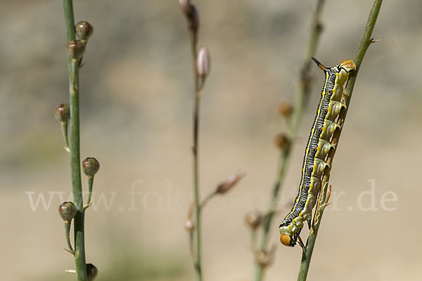 Linienschwärmer (Hyles livornica)