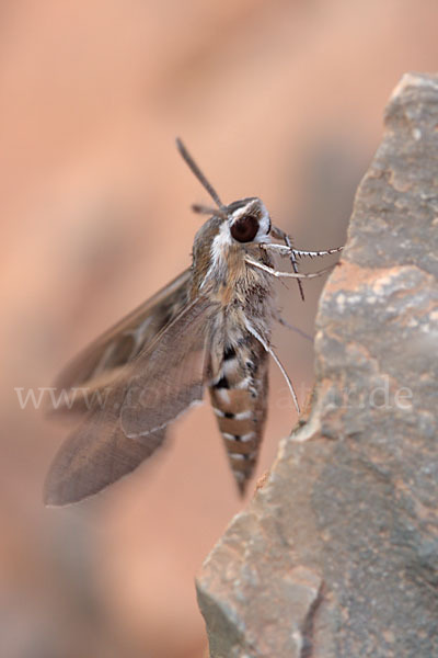 Linienschwärmer (Hyles livornica)