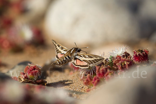 Linienschwärmer (Hyles livornica)