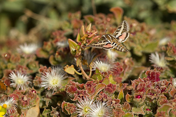 Linienschwärmer (Hyles livornica)