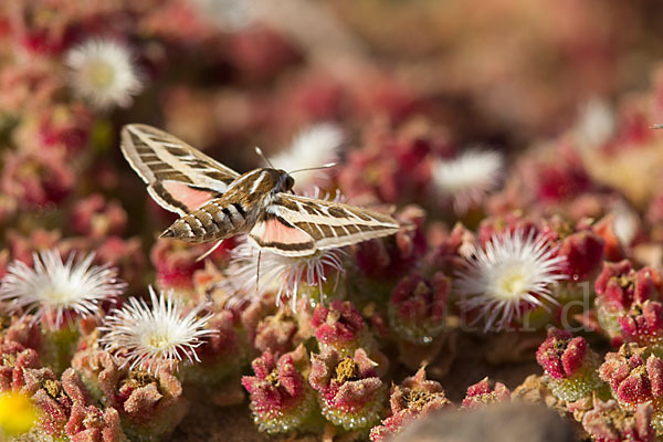 Linienschwärmer (Hyles livornica)