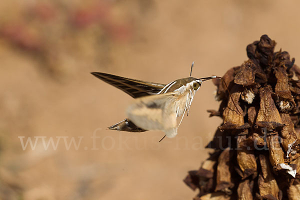 Linienschwärmer (Hyles livornica)