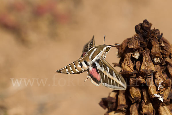 Linienschwärmer (Hyles livornica)