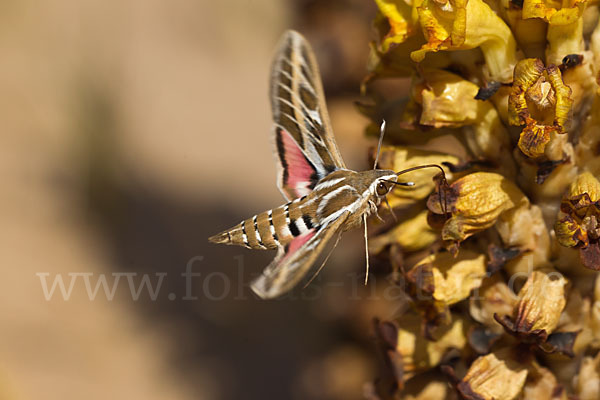 Linienschwärmer (Hyles livornica)