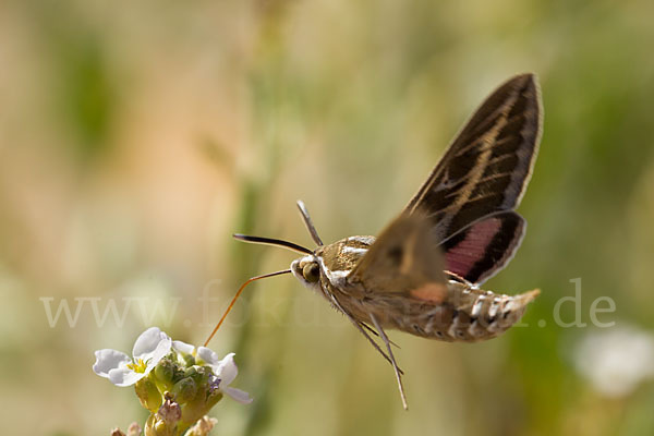 Linienschwärmer (Hyles livornica)