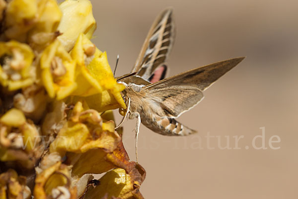 Linienschwärmer (Hyles livornica)